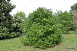Magnolia 'Susan' — photo 3